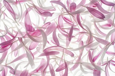 China aster petals clipart