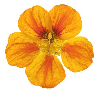 Nasturtium