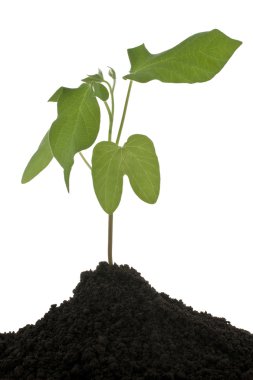 Seedling clipart