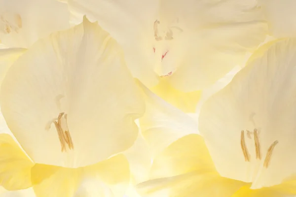 Gladiolus — Stok Foto