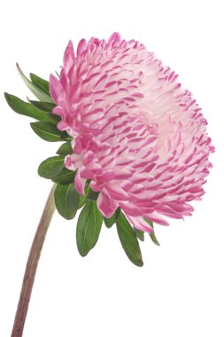 China aster clipart