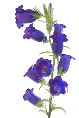 Bellflower