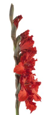 Gladiolus clipart