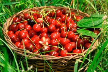 Bing Cherries in Basket clipart