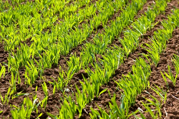 Zelené Výhonky Listy Ozimé Pšenice — Stock fotografie