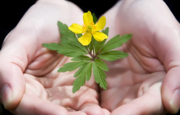 Female Hands Holding Yellow Flower — Stock Photo, Image