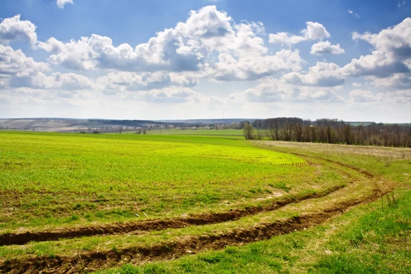 Spring on meadow landscape — Stock Photo, Image