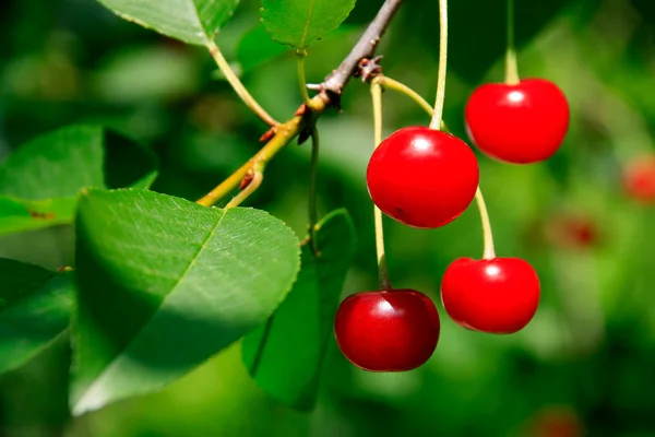 Branch Appetizing Bright Red Cherries — Stock Photo, Image