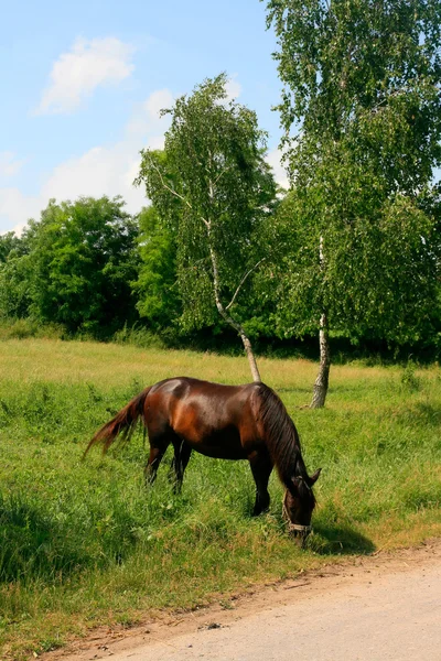 Koń Zielonej Łące Tle Błękitnego Nieba — Zdjęcie stockowe