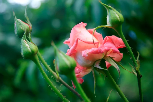 Bunga Mawar Merah Muda dengan Buds dan Embun Awal — Stok Foto