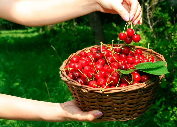 Woman's Hands Holding Basket of Ripe Cherries — Stock Photo, Image
