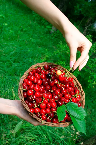 Woman Hands Holding Basket Ripe Red Cherries — Stock Photo, Image
