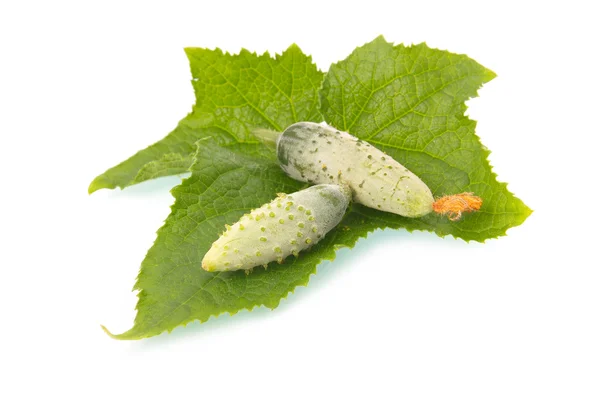 Legumbre de pepino de maíz verde —  Fotos de Stock