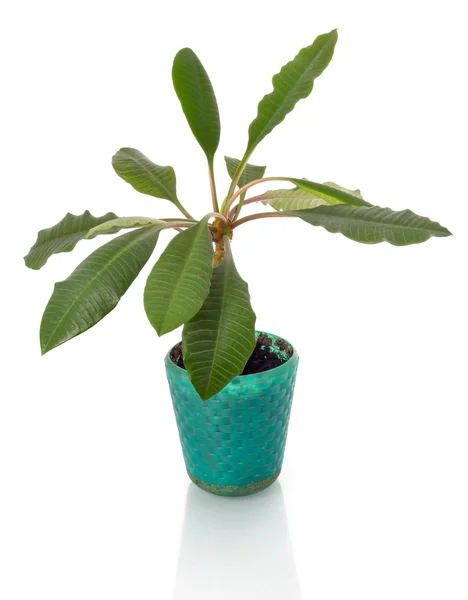 白い背景上に分離されて緑のテラコッタの植木鉢 — ストック写真
