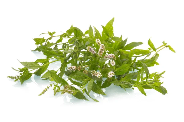 Heap of green mint leaves with blossom — Stock Photo, Image