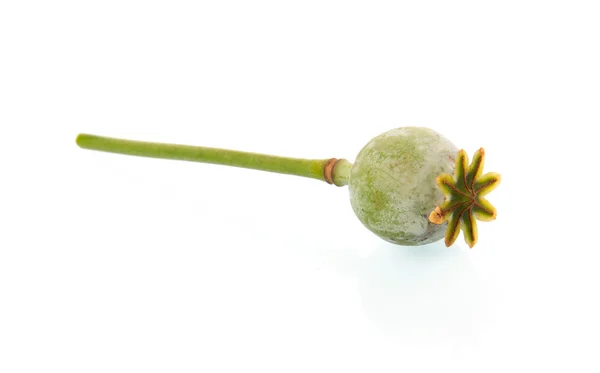 孤立在白色背景上的罂粟种子 Pod — 图库照片