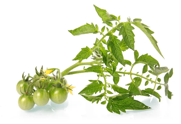 Pomodori Verdi Verdure Con Fiore Isolato Sfondo Bianco — Foto Stock