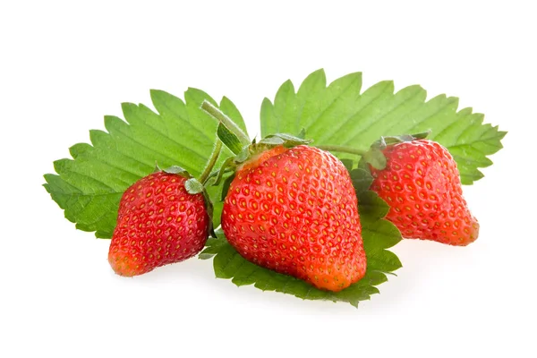 Frutos rojos de fresa con hojas verdes — Foto de Stock