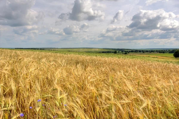 Schöne Sommerlandschaft Mit Einem Goldenen Weizenfeld Hdr Bild — Stockfoto