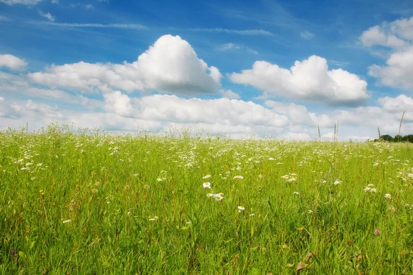 Schöne Sommerlandschaft mit Kamillenfeld — Stockfoto