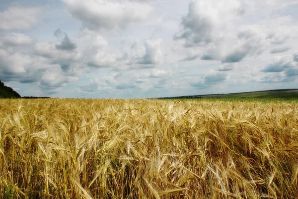 Güzel Yaz Altın Buğday Alan Yatay — Stok fotoğraf