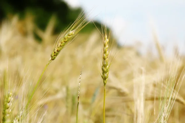 Nahaufnahme Einer Weizenähre Über Einem Feld — Stockfoto