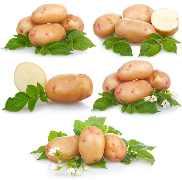 Aantal Rijpe Aardappelen Plantaardige Met Groene Bladeren Geïsoleerd Witte Achtergrond — Stockfoto