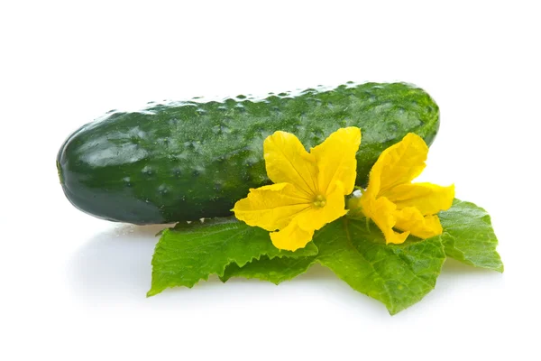 Groene komkommer plantaardige geïsoleerd — Stockfoto