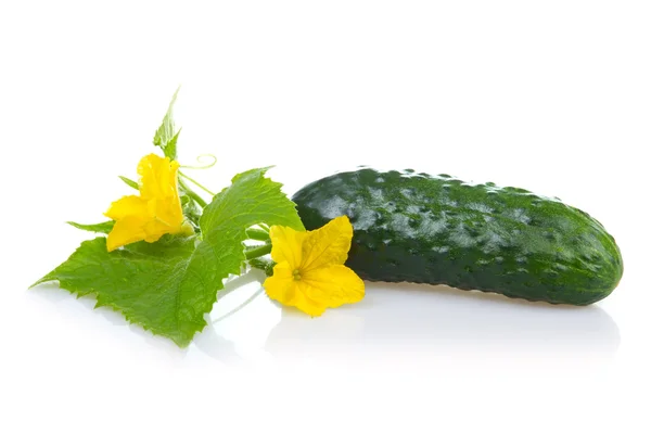 Verdura Cetriolo Verde Con Foglie Fiori Isolati — Foto Stock