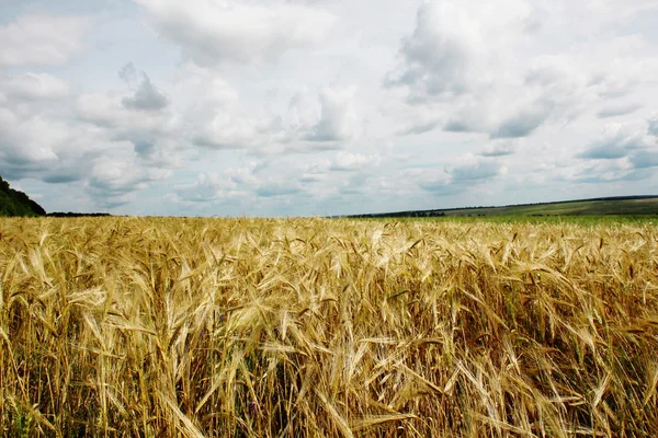 Закат Над Золотым Пшеничным Полем — стоковое фото