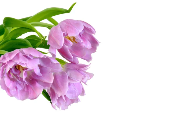 Violet tulip — Stock Photo, Image