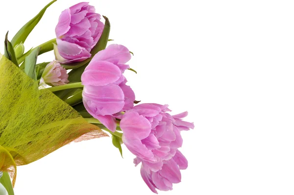 Violet tulip bouquet — Stock Photo, Image
