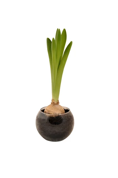 Wazon hiacint — Zdjęcie stockowe