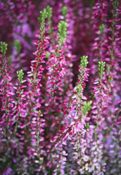 Pink heather — Stock Photo, Image
