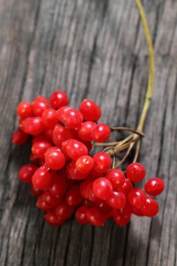 Red viburnum clipart