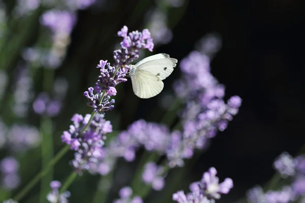 Gros Plan Chou Papillon Blanc Sur Lavande — Photo