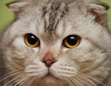 Portrait of the scottish fold cat. Close up clipart