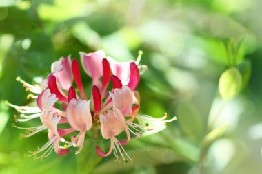 Lonicera çiçek bir güneş ışığı