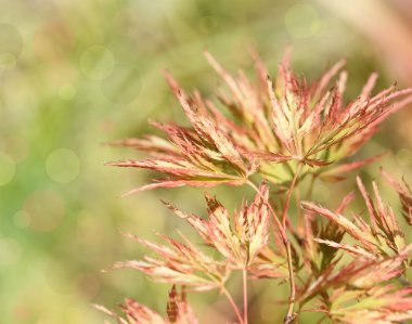 Acer japonicum Bahçe