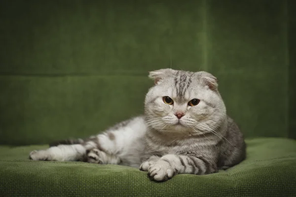 Портрет Шотландська висловуха кішка — стокове фото