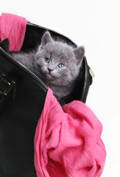 Little british kitten — Stock Photo, Image