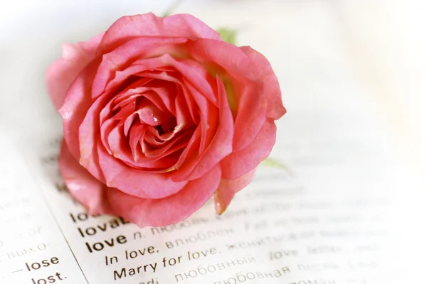 Винтажная романтическая страница с розовой розой — стоковое фото