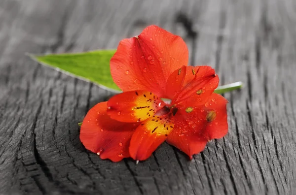 Röd orkidé blomma — Stockfoto