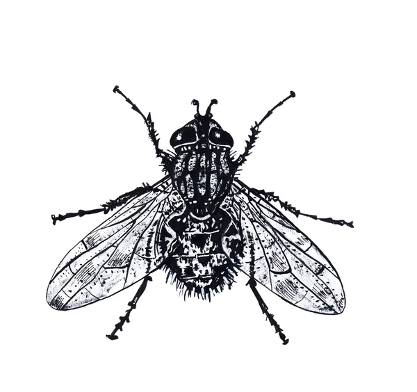 Gráfico fresco de la mosca —  Fotos de Stock