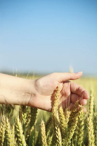 stock image Hand through some wheat in a field