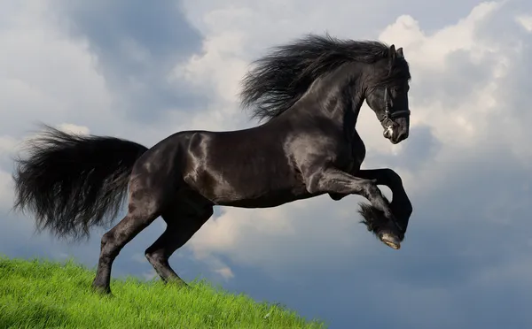 Czarny fryzyjski koń galop w dziedzinie — Zdjęcie stockowe