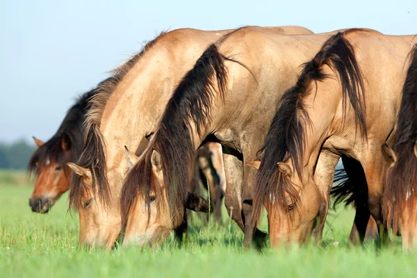 Стадо белорусов запрягает лошадей в поле на рассвете, ест траву . — стоковое фото