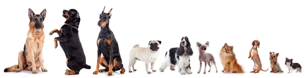 Grupo Mascotas Pie Frente Fondo Blanco Plano Estudio —  Fotos de Stock