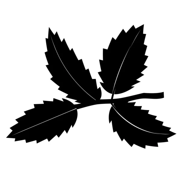 Brindille noire et blanche avec feuilles . — Image vectorielle