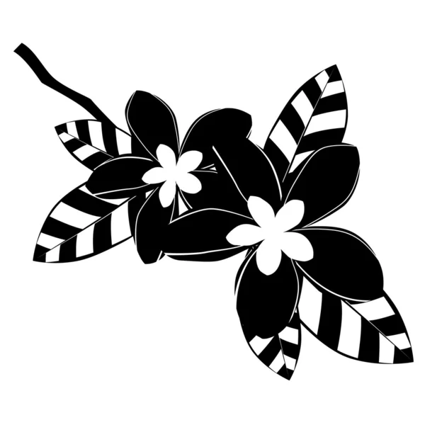 Fekete-fehér frangipáni virágok — Stock Vector